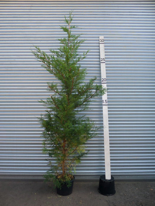 Leylandii Trees