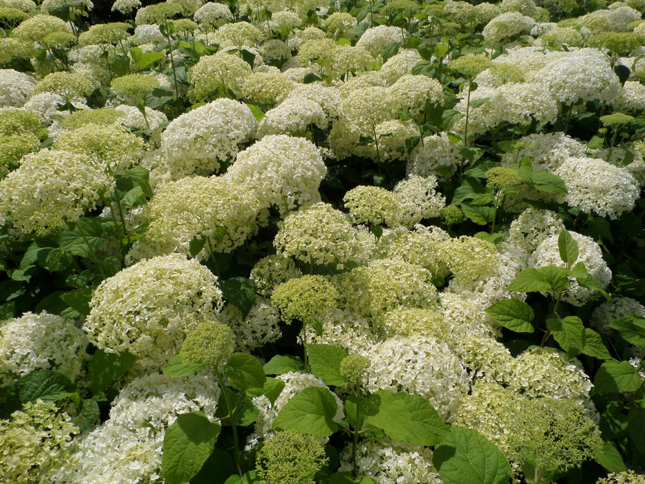 Mathias Nurseries Hydrangea Annabelle