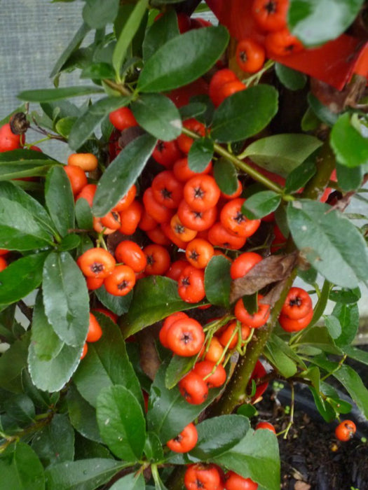 pyracantha hedge