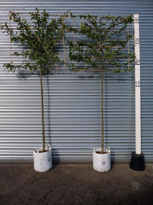 Pleached hornbeam