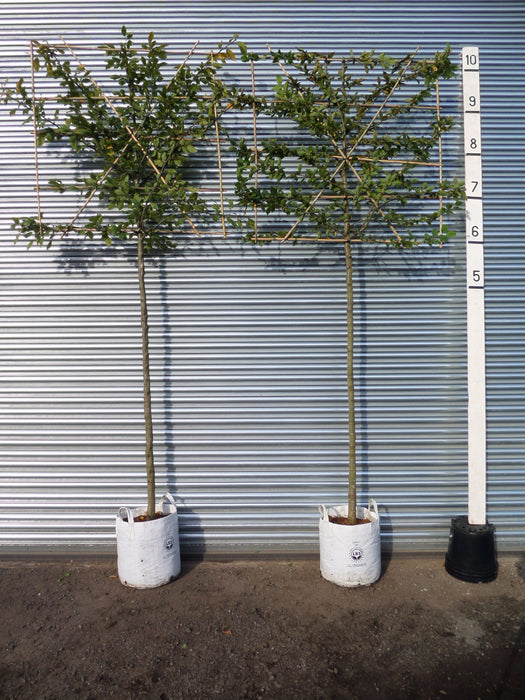 Pleached hornbeam