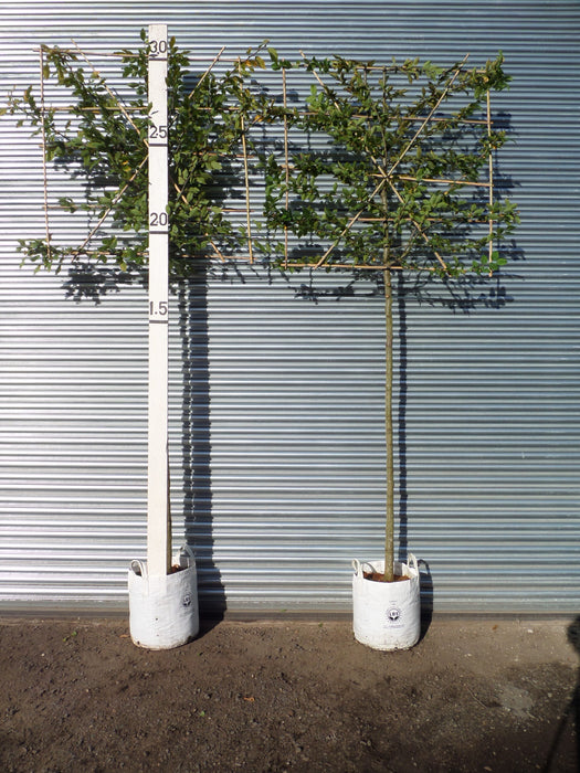 Pleached hornbeam