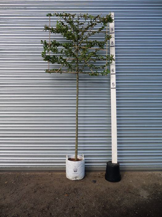 Pleached hornbeam