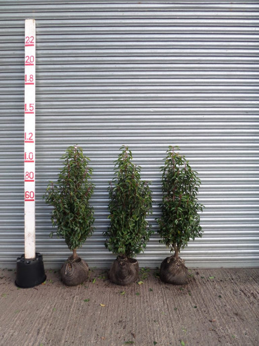 Portuguese Laurel hedging
