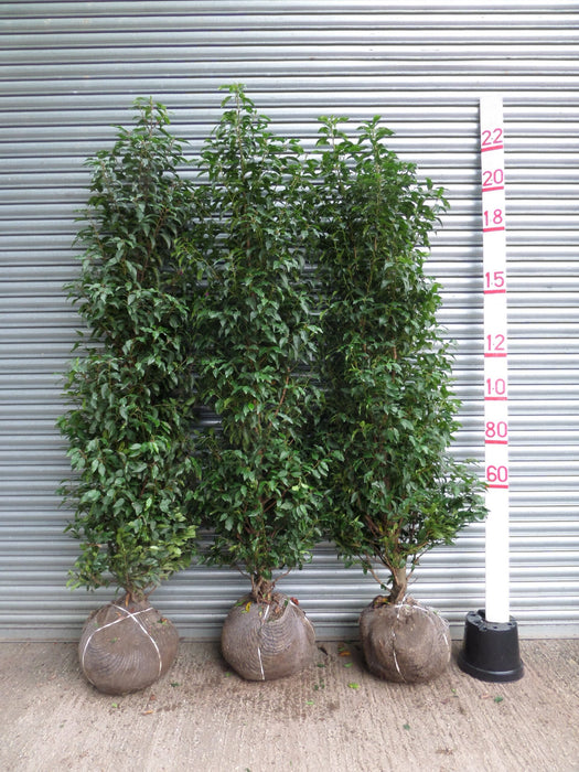 Portuguese Laurel trees