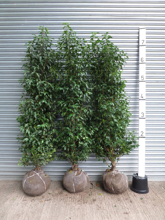 Portuguese Laurel trees