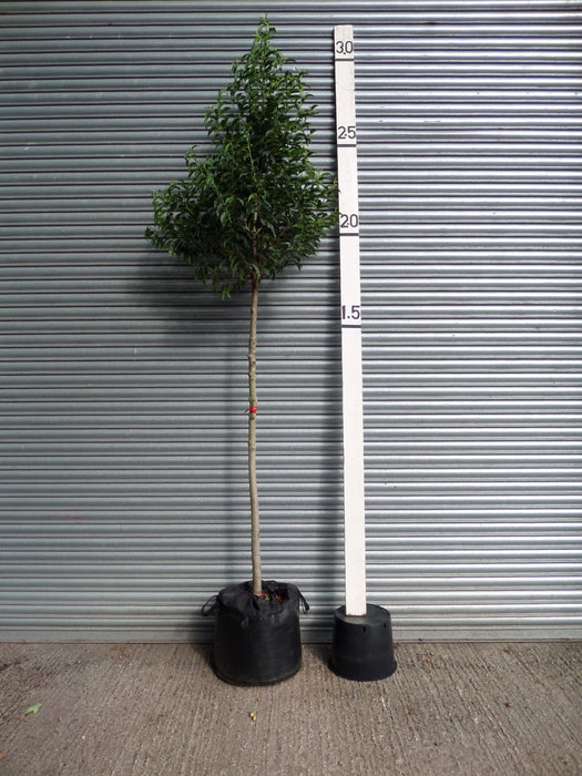 Portuguese Laurel Standard Trees