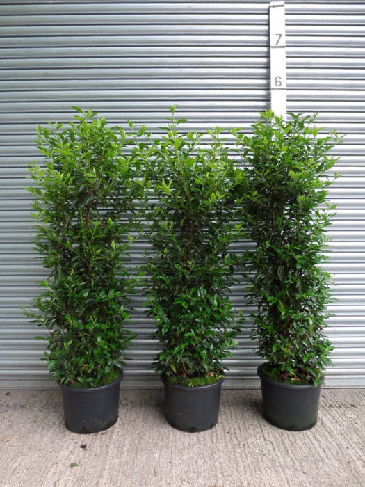 large portuguese laurel