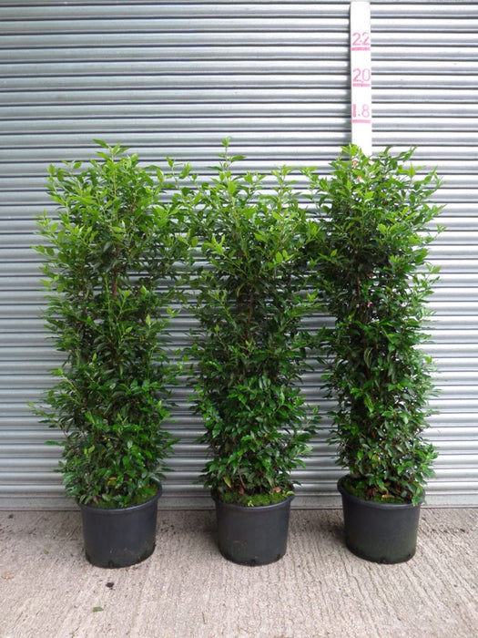 portuguese laurel hedge