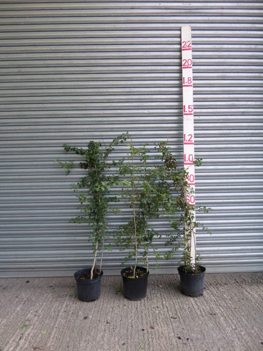 hawthorn hedge plants