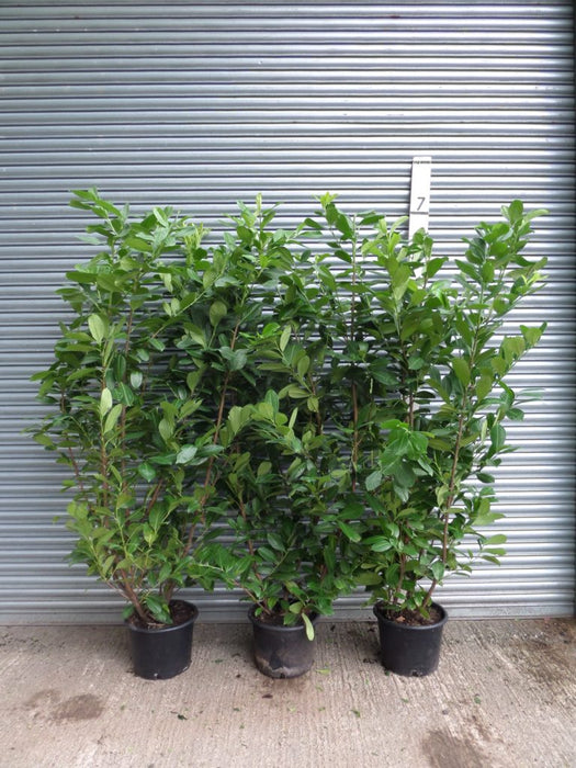 6ft laurel