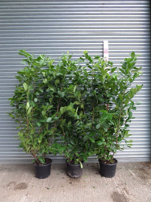 6ft laurel