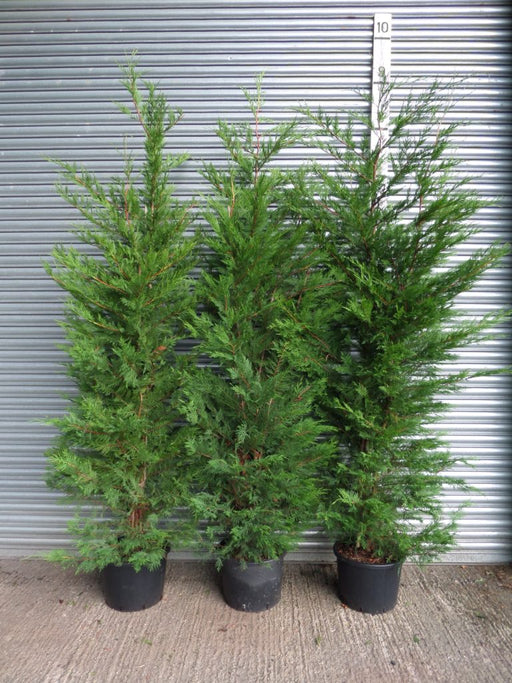 9ft Leylandii hedge