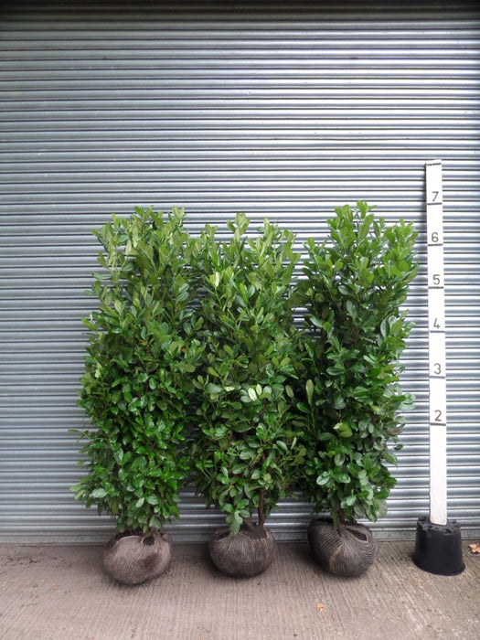 Root Balled Laurel