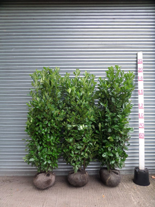 Root Balled Laurel