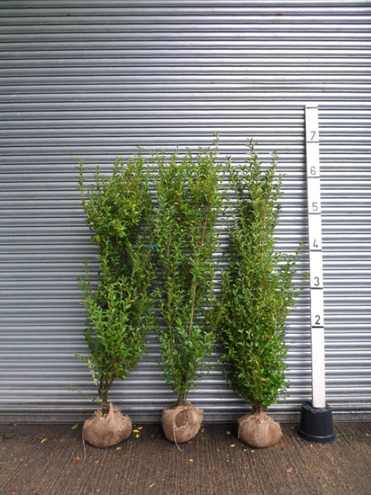 Root balled Privet