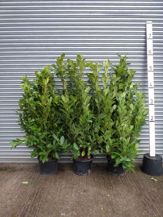 large laurel hedging