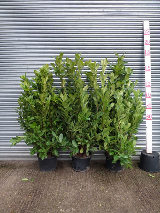 large laurel hedging