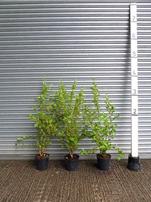 Griselinia hedge
