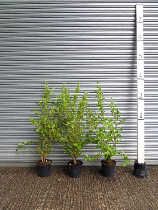 Griselinia hedge