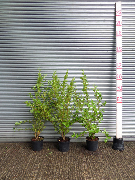 Griselinia hedge