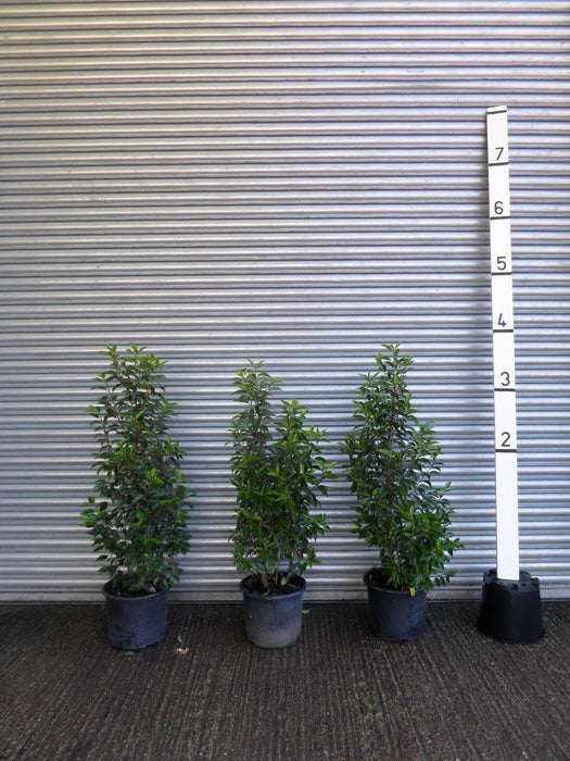 4ft Portuguese Laurel