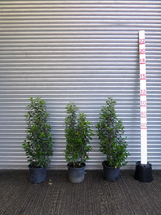 4ft Portuguese Laurel