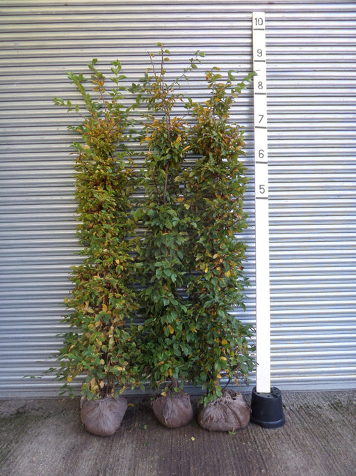 Instant Hornbeam Hedge