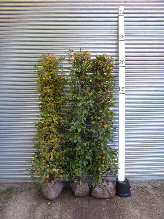 Hornbeam Screening