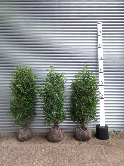 Portuguese Laurel hedge plants