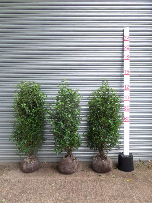 Portuguese Laurel hedge plants