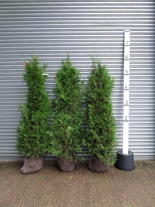 large thuja hedge