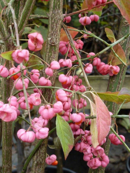 Spindle Hedging