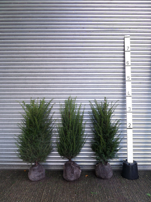 root balled yew hedge