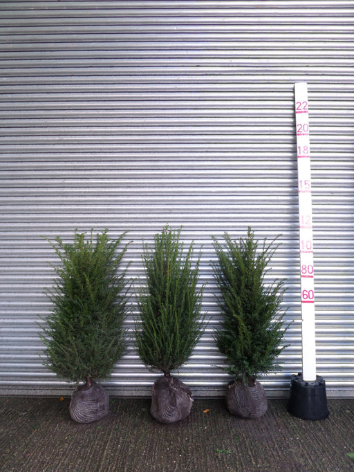 root balled yew hedge