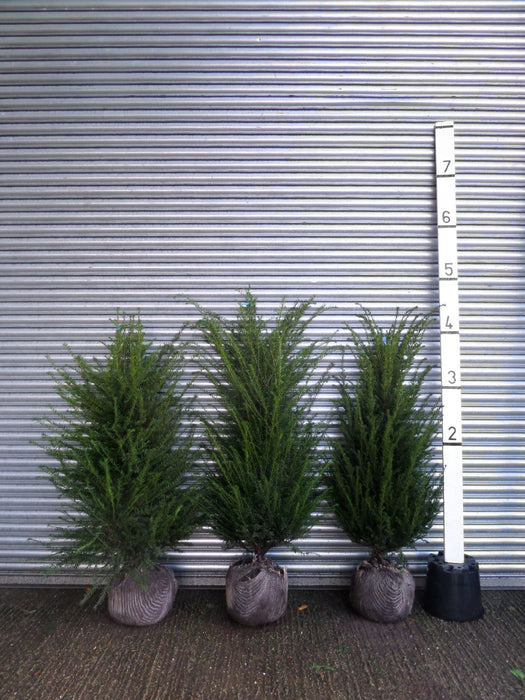 Yew hedge plants