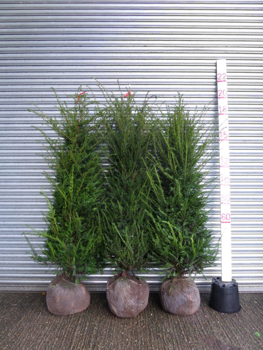 6ft root balled yew
