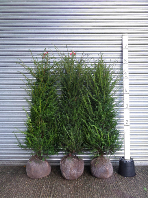 6ft root balled yew