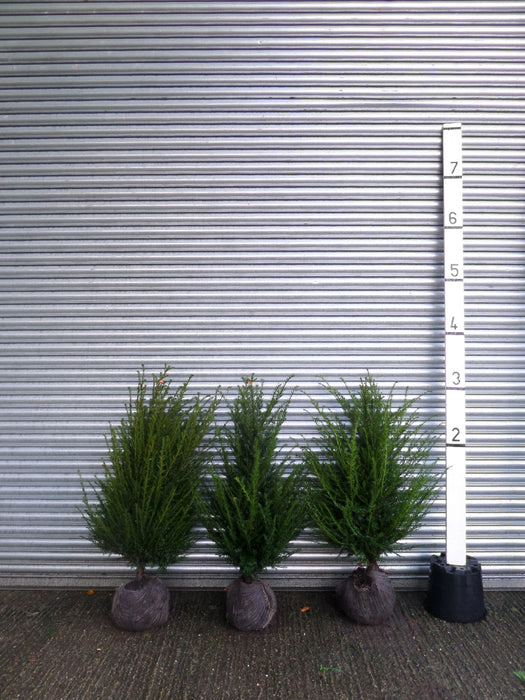 Small root balled yew