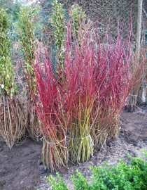 Dogwood Hedging 60-80cm Bare Root
