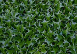 Holly-hedging-plants-for-sale