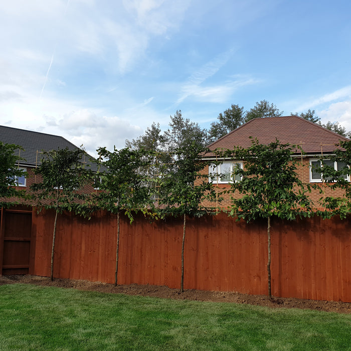 pleached hornbeam tree for privacy