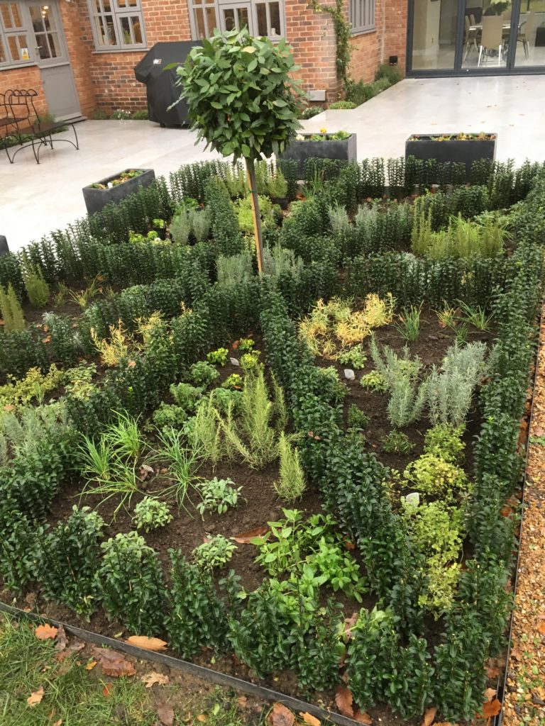 Euonymus Hedge Display for Herb Garden