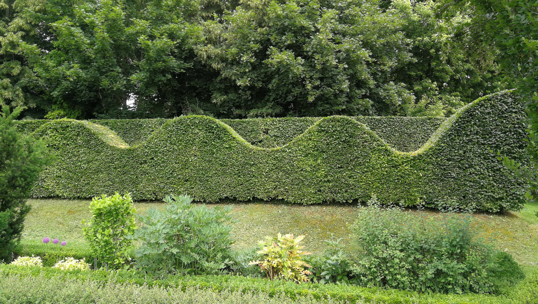 Hornbeam Hedging: Is It the Ultimate Native Hedging Plant?