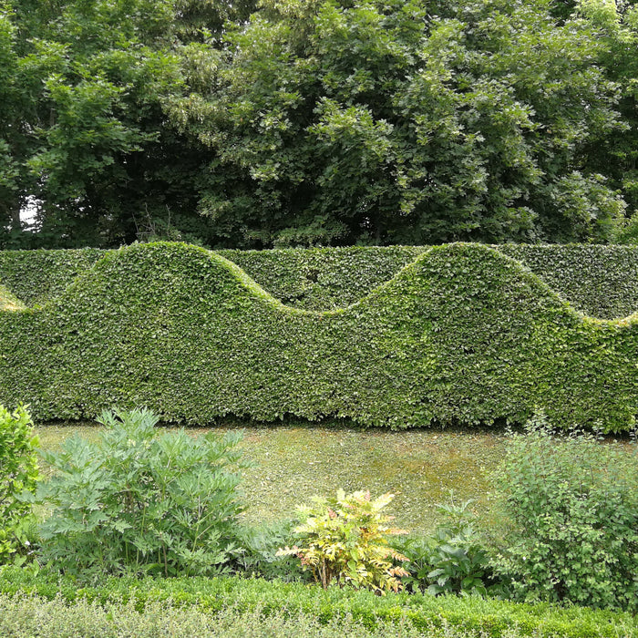 Hornbeam Hedging: Is It the Ultimate Native Hedging Plant?