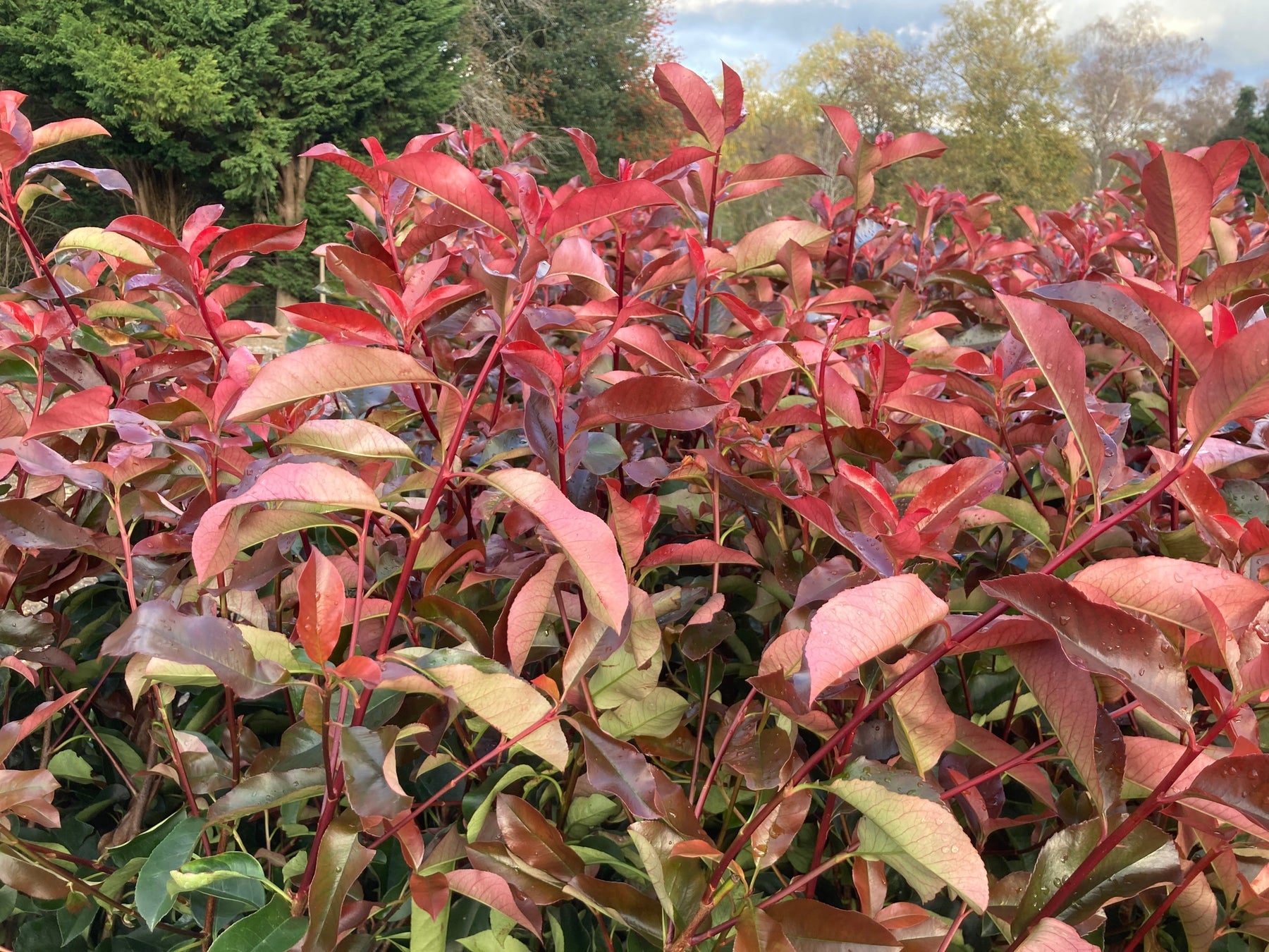 photinia red robin hedge growth rate
