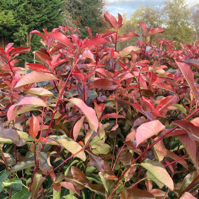 photinia red robin hedge growth rate