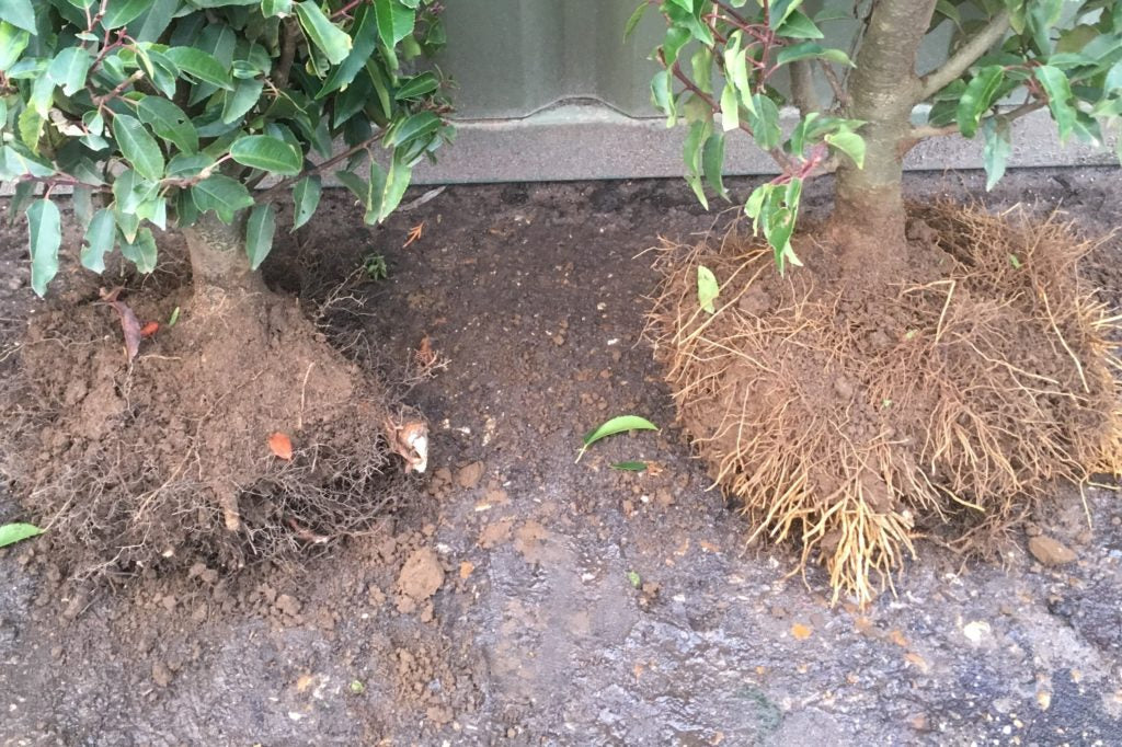 Root trimming hedge plants