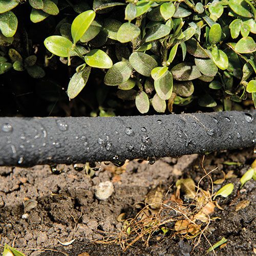 How to Water your new hedge