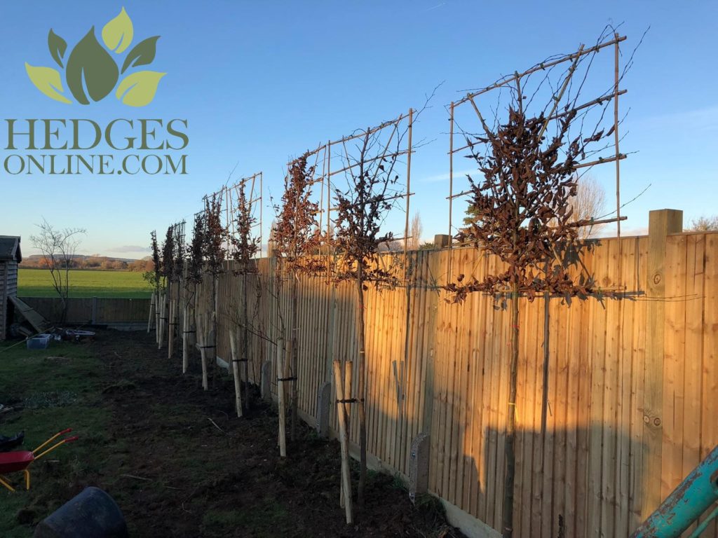 Pleached trees from Hedges online